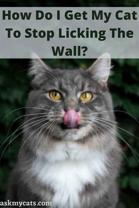 why is my cat licking the wall|More.